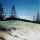 Beach Pines, Pastel, 30 x 52cm