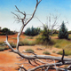 Dead Tree, Finke Gorge, Pastel, 57 x 105cm