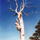 Old Tree, Muswellbrook, Pastel, 44 x 105cm