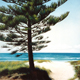 Peregian Pine, Pastel, 44 x 105cm