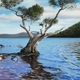 Tree Of Solitude (3rd Prize, d'Arcy Doyle Landscape Art Award 2010), Pastel, 55 x 55cm