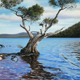 Third Prize - "Tree of Solitude", Pastel, 55 x 55cm